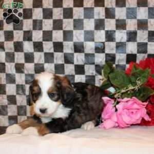 Vesper, Mini Bernedoodle Puppy